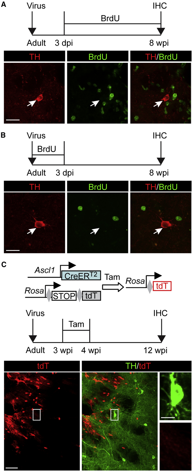 Figure 2