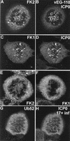 FIG. 7