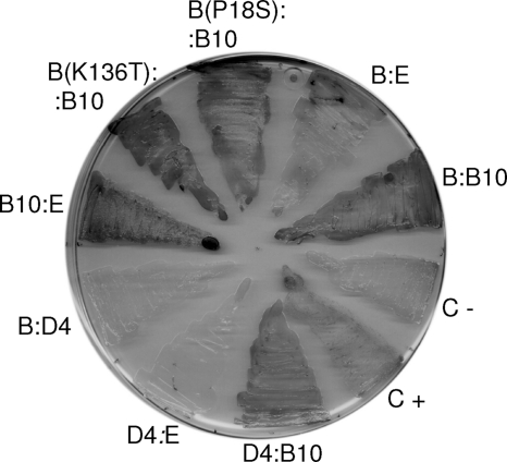 Fig. 5.