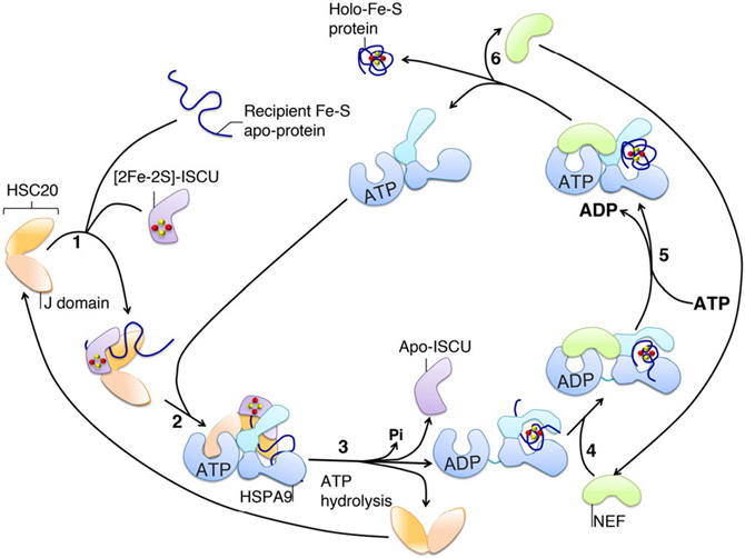 FIGURE 7