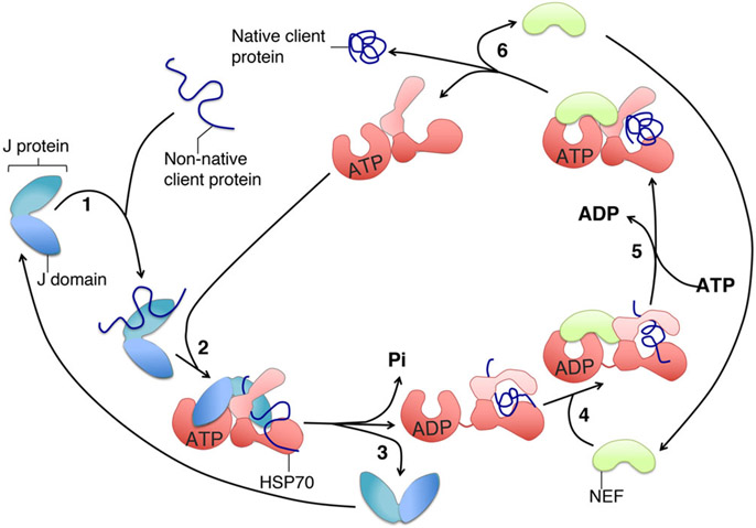 FIGURE 6