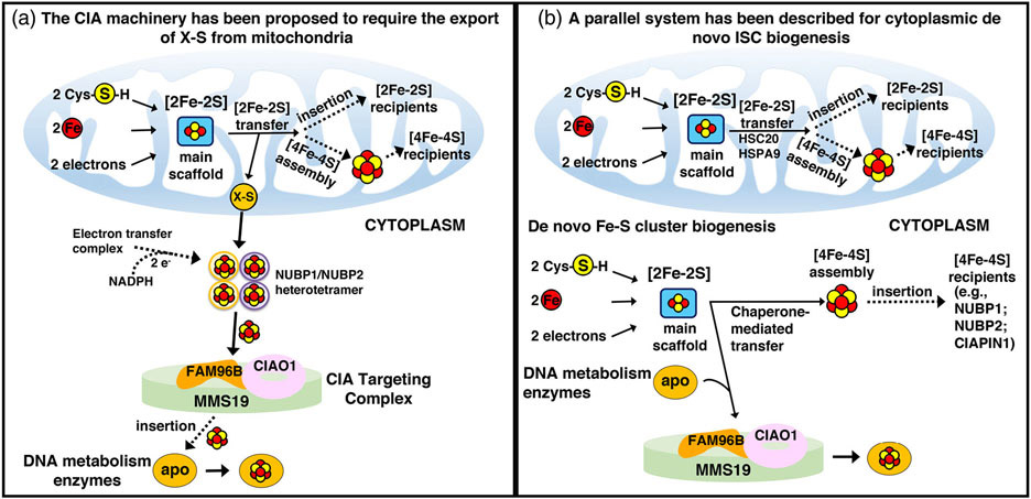 FIGURE 11