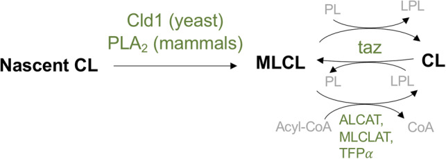 Figure 2.