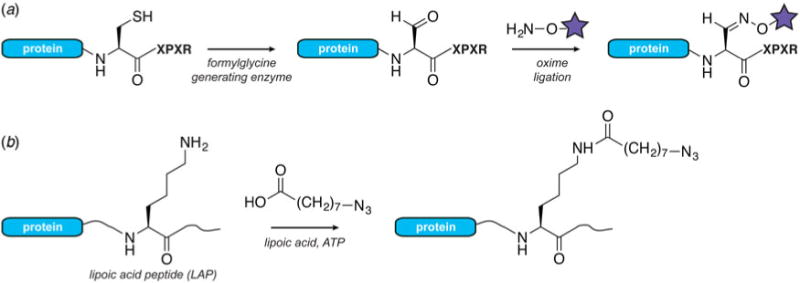 Fig. 11