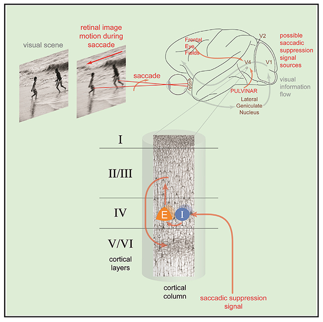 graphic file with name nihms-1920479-f0007.jpg