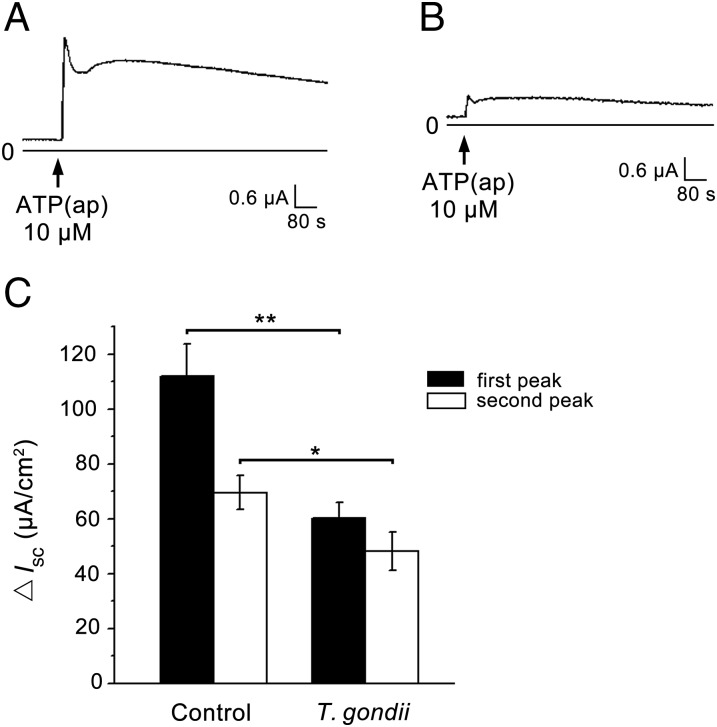 Fig. 1.