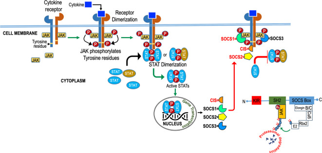 Figure 4