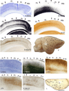 Fig 10