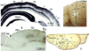 Fig 8