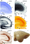 Fig 12