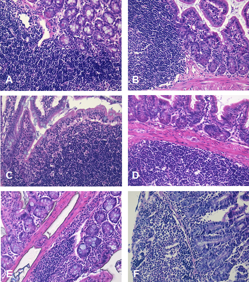 Fig 4.-