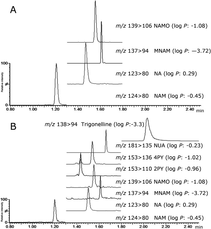 Fig. 3. MRM chromatograms of NA and its metabolites in (A) rabbit plasma and (B) human urine.