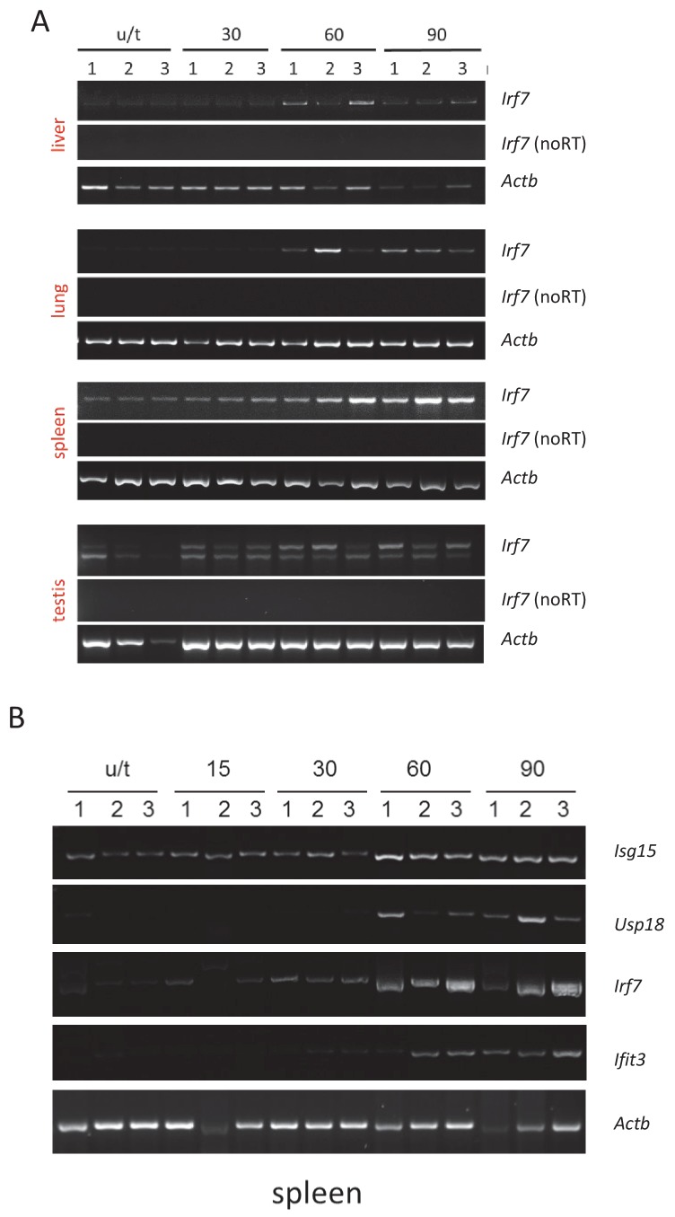 Figure 3—figure supplement 1.