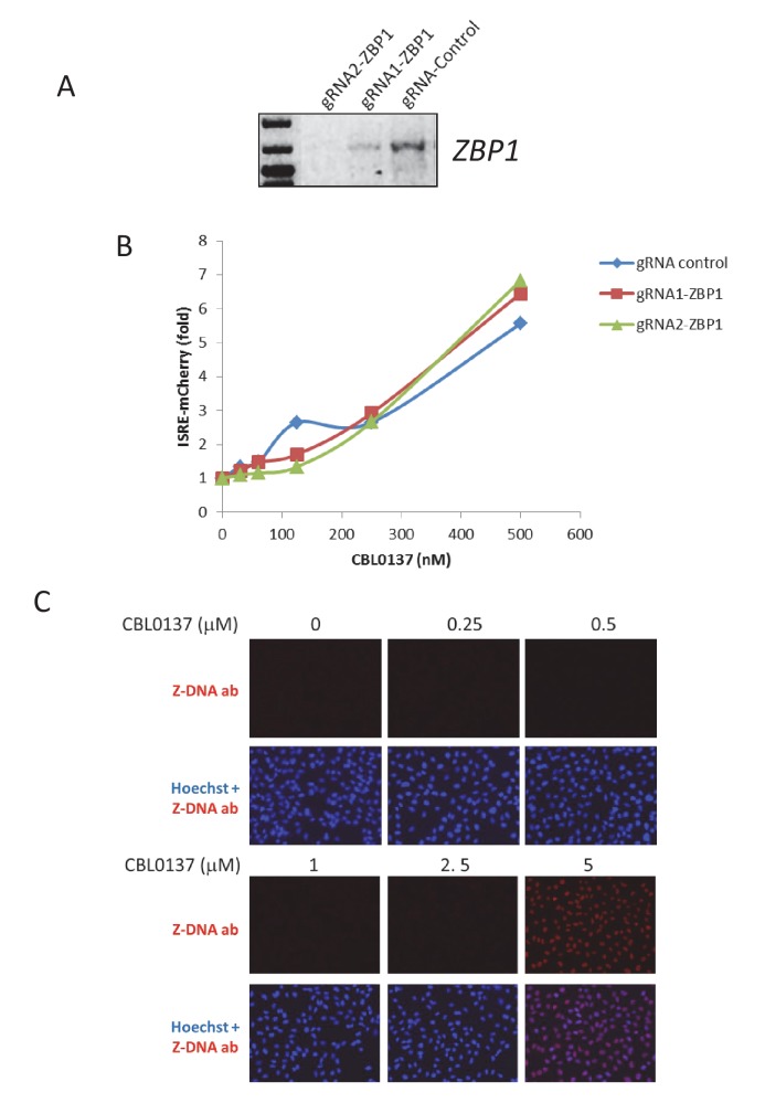 Figure 6—figure supplement 1.