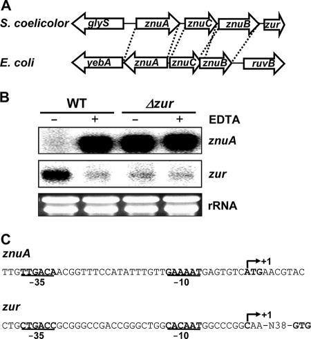 FIG. 1.