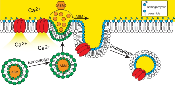 Figure 9.