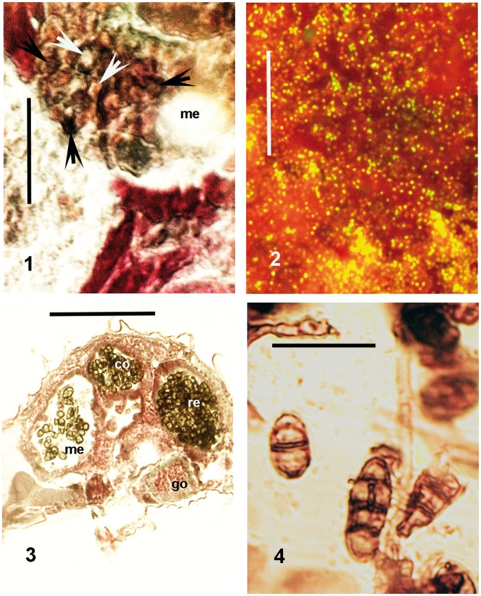 Figs. 1–4.