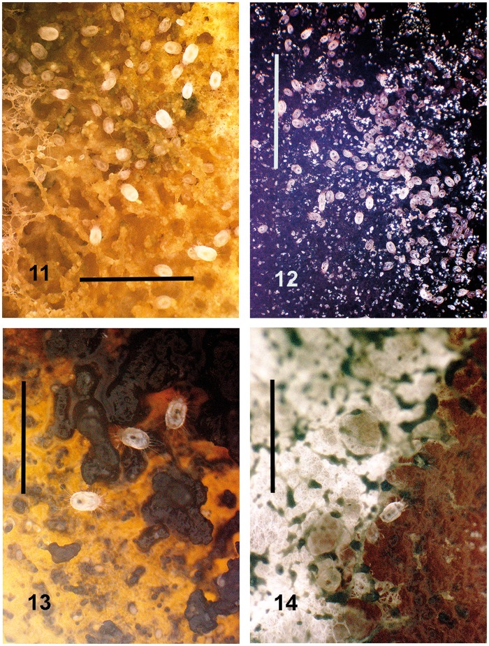 Figs. 11–14.