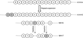 Fig. 4