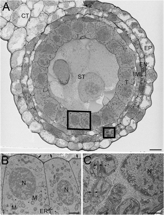 FIGURE 3