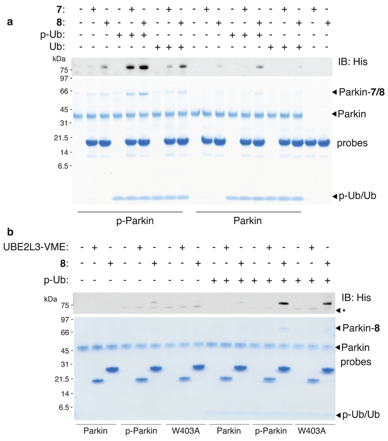 Probes of Ubiquitin E3 ligases distinguish different stages of Parkin ...