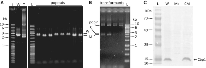 Figure 2.