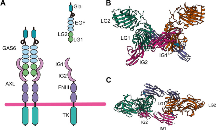 Fig. 1