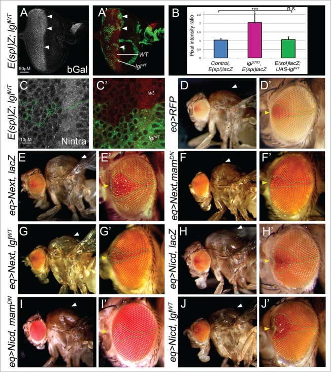 Figure 2 (See previous page).