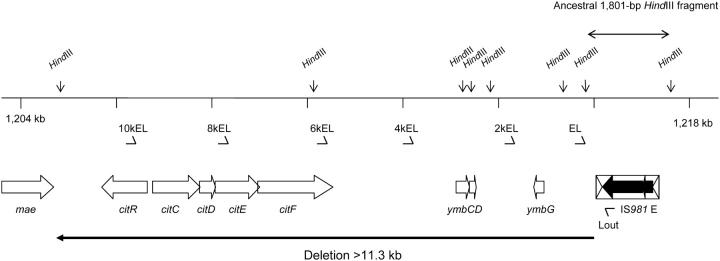 Figure 2.—