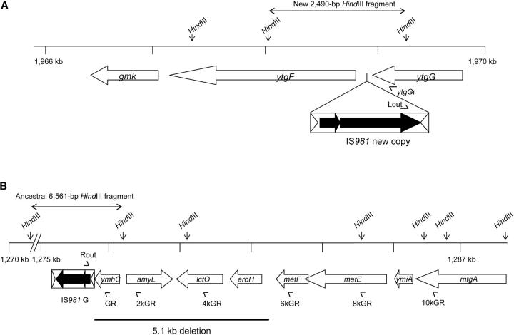 Figure 3.—