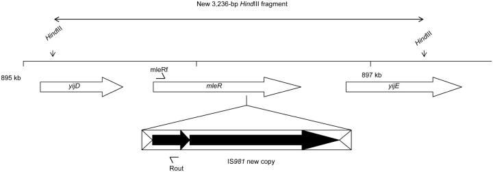 Figure 5.—