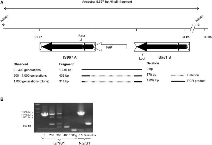 Figure 4.—