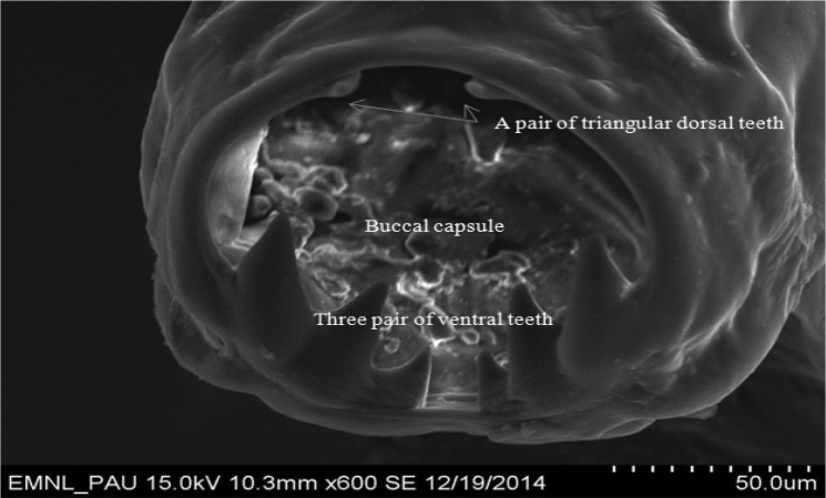 Fig. 5