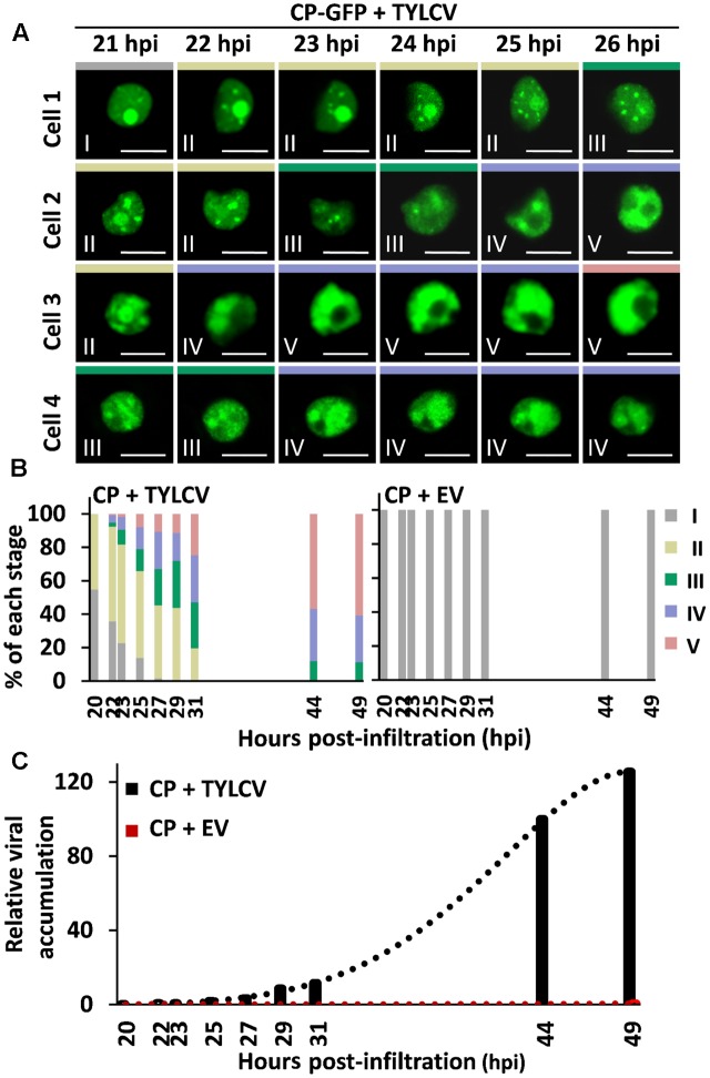 FIGURE 2