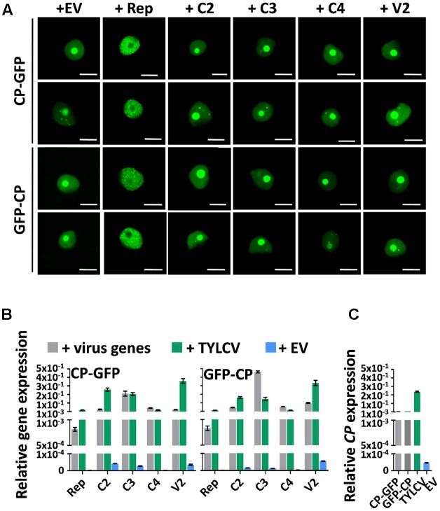 FIGURE 4