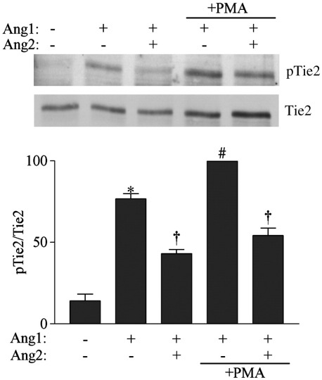 Fig. 5