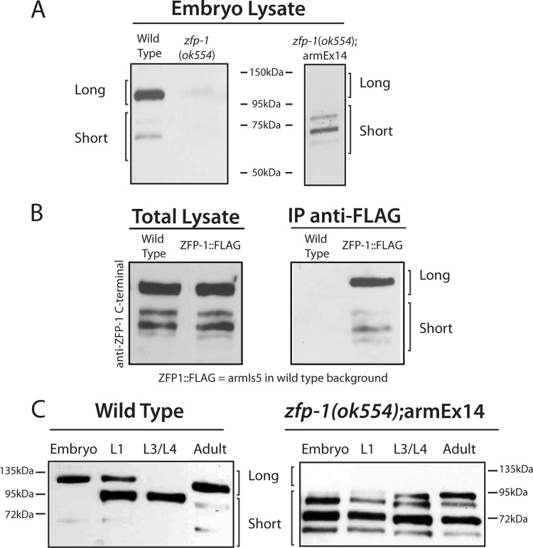 Fig 5