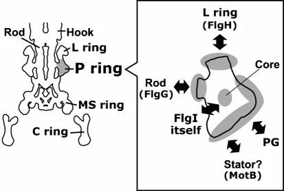 Fig. 1.