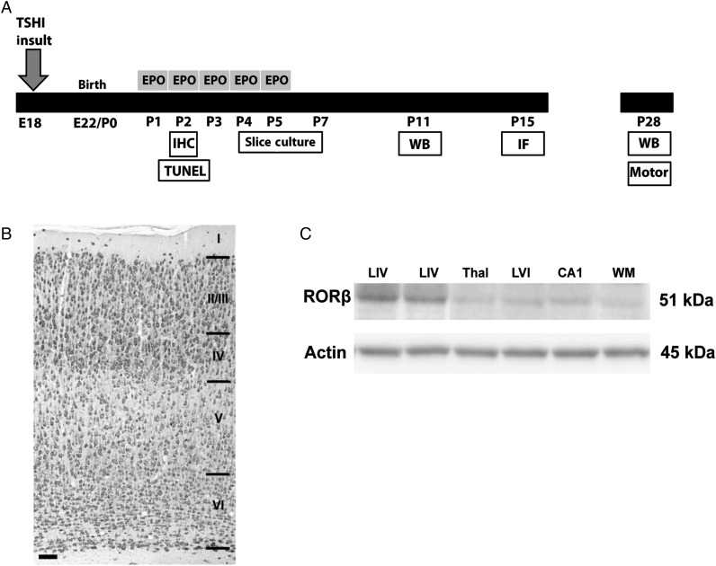 Figure 1.