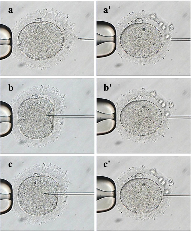 Fig. 3