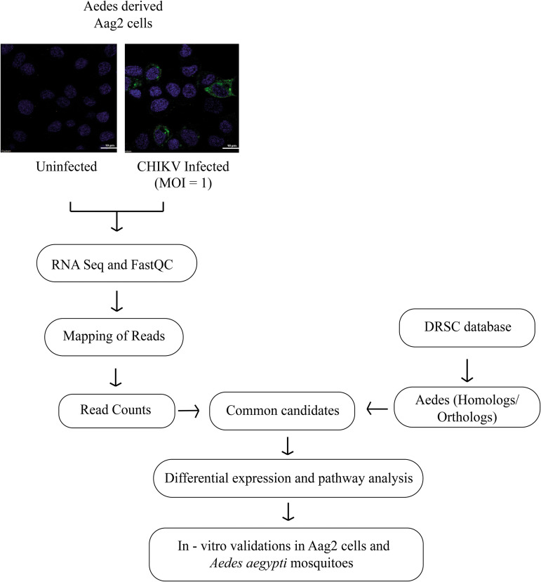 FIG 1