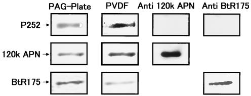 FIG. 8.