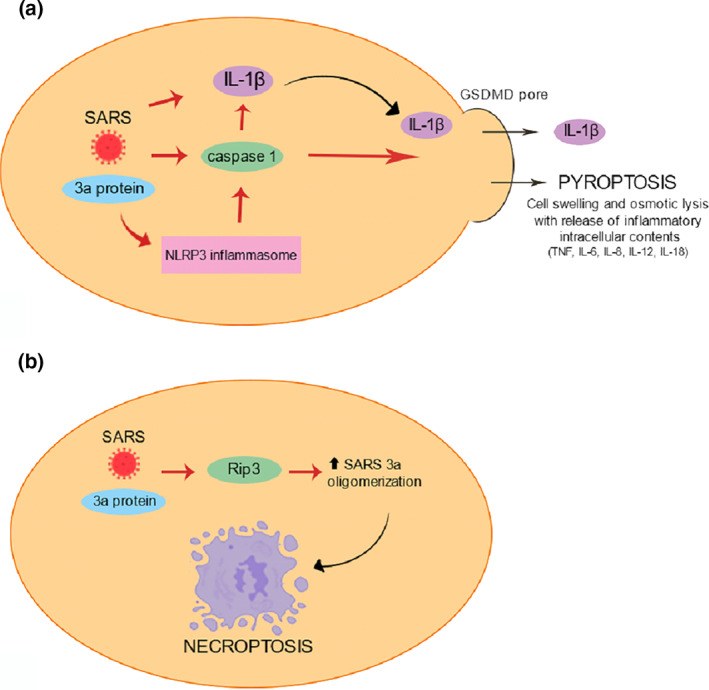 FIGURE 4