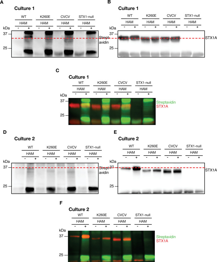 Figure 4—figure supplement 1.