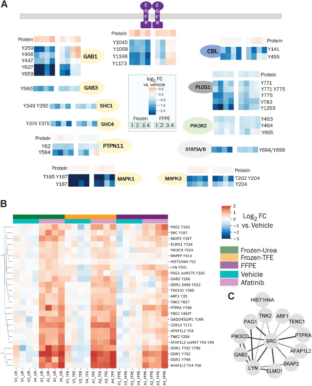 Figure 5. Changes in pTyr and protein levels in response to afatinib treatment. A, Diagram of EGFR pathway showing the effect of afatinib treatment on selected pTyr sites in various proteins as quantified in Frozen-Urea and their FFPE counterparts. Protein or pTyr levels are represented as log2 fold change (FC) relative to vehicle control. B, Hierarchical clustering heatmap of pTyr sites that were significantly upregulated (fold change > 1.4 and FDR q-value < 0.05 after Benjamini–Hochberg multiple hypothesis testing correction) in response to afatinib treatment in Frozen-Urea workflow. Phosphotyrosine levels are represented as log2 fold change relative to vehicle control. Miscleaved peptides are denoted by * next to them. C, Interaction network of pTyr proteins from B obtained from STRING database. All of the interactions are at least medium confidence based on all interaction sources except text mining. Noninteracting proteins are not shown.