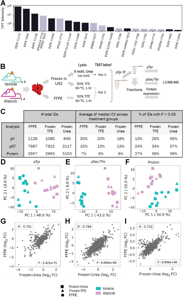 Figure 4. Comparison of pTyr, pSer/Thr, and protein levels in FFPE and flash-frozen tissues after treatment with afatinib. A, TMT intensities of the 20 most abundant phosphopeptides belonging to RTKs from FFPE GBM6 PDX tumor from Fig. 1E. TMT values were summed across all channels and plotted for each phosphopeptide. B, Schematic of experimental design to compare proteomics in FFPE and flash-frozen tissues. C, Number of unique phosphopeptides or proteins identified and quantified across different workflows with observed CVs and proportion of significantly different IDs between vehicle and afatinib treatments (n = 4 biological replicates). D–F, PCA of phosphopeptides or proteins quantified across FFPE, Frozen-Urea, and Frozen-TFE workflows: pTyr (n = 475 peptides; D), pSer/Thr (n = 2,283 peptides; E), and protein (n = 2,647 proteins; F) levels. Quantified levels were mean normalized and log2 transformed within each workflow before concatenating together. G–I, Correlation plots of fold changes (FC) observed between afatinib- and vehicle-treated groups in Frozen-Urea samples and their FFPE pairs: pTyr (G), pSer/Thr (H), and proteins (I). For each phosphopeptide or protein, fold changes were calculated between mean levels observed in groups treated with afatinib (n = 4) and vehicle (n = 4). R represents Pearson correlation.