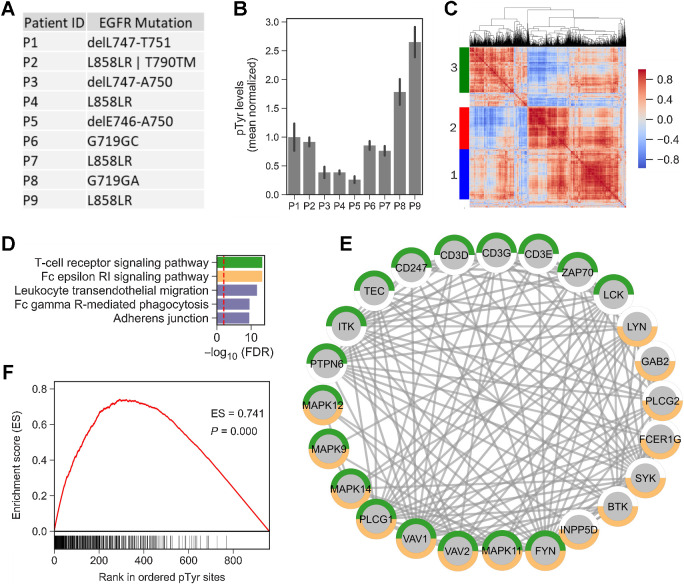 Figure 2. Phosphotyrosine analysis of archived FFPE tissues from patients with NSCLC. A, Mutation status of EGFR in various patients. B, Phosphotyrosine levels of EGFR averaged across multiple tyrosine sites (Y1068, Y1148, and Y1173) plotted relative to the mean of all nine tumors. Error bars, SD. C, Hierarchical clustering heatmap of co-correlation matrix for pTyr sites quantified in NSCLC FFPE specimens. Clustering was based on Euclidean distance. Color scale represents Pearson correlation. Three main clusters were identified in this analysis. D, Top five significantly enriched KEGG pathways in pTyr proteins belonging to cluster 1. Dashed red line depicts FDR q-value = 0.01. E, Interaction network of proteins belonging to T-cell receptor (green) and Fc epsilon RI (orange) signaling pathways that were identified in cluster 1. All of the interactions are highest confidence based on all interaction sources except text mining from STRING database. F, Cluster set enrichment analysis for cluster 1 pTyr sites in P9.