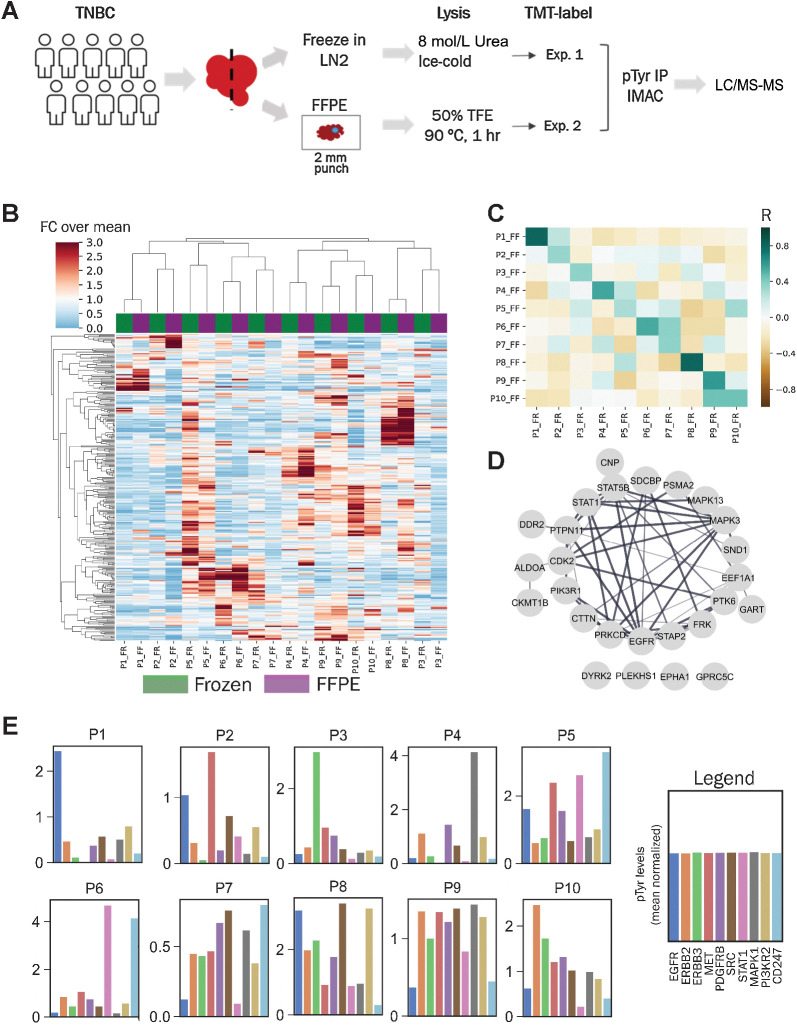 Figure 3. Phosphotyrosine analysis of breast cancer clinical specimens. A, Experimental workflow to compare pTyr signaling in FFPE and flash-frozen specimens from breast cancer patient tumors. B, Hierarchical clustering heatmap based on Pearson correlation distance metric of pTyr peptides identified and quantified in FFPE and flash-frozen conditions. Quantification levels were mean normalized within each workflow before concatenating together. A total of 281 pTyr peptides were quantified in both workflows. FC, fold change. C, Heatmap of Pearson correlation (R) between flash-frozen and FFPE tissues for each patient. Average R for FFPE and frozen pairs (from same patient) was 0.51 ± 0.18 and 0.05 ± 0.16 for all other pairwise analyses. D, Interaction network of pTyr proteins that were highly preserved in FFPE tissues. Phosphotyrosine sites belonging to these proteins had highest Pearson correlation for quantified levels in flash-frozen and FFPE specimens. E, Barplots with phosphorylation levels of various proteins quantified for each patient based on FFPE tissues. Phosphorylation levels represent average phosphorylation across multiple pTyr sites for a given protein target and are plotted relative to the mean of all 10 tumors (mean normalized).