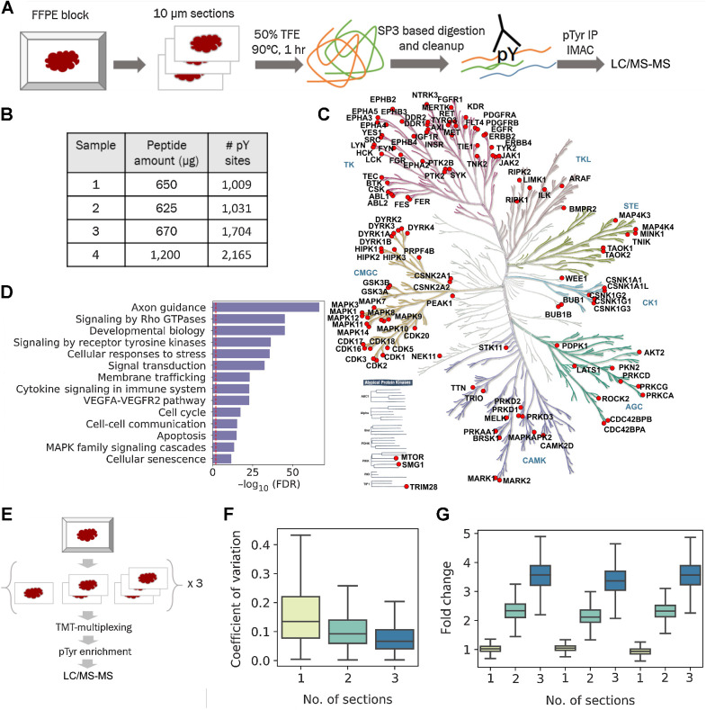Figure 1. Phosphotyrosine analysis from 10-μm sections of FFPE tissues. A, Optimized workflow for extraction and digestion of proteins from FFPE tissues followed by two-step enrichment of pTyr peptides for LC/MS-MS analysis. B, Number of pTyr sites identified from multiple 10-μm sections of GBM6 PDX tumors. C, Kinome tree depicting pTyr-containing proteins identified in PDX tumors. D, Selected reactome pathways enriched in gene ontology analysis of pTyr proteins. Dashed red line depicts FDR = 0.01. E, Schematic workflow for a multiplexed pTyr analysis of one, two, or three 10-μm sections of FFPE tissues in triplicate. F, CV observed across multiple sections of FFPE tissues (n = 3 replicates). Median CV for one, two, or three sections was 13.5%, 9.2%, and 6.7%, respectively. G, Fold change of TMT intensities of peptides quantified in each channel compared with the average of TMT intensities from single sections on a peptide basis. Error bars represent interquartile range.