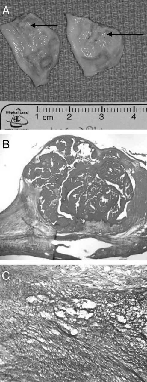 Figure 1)